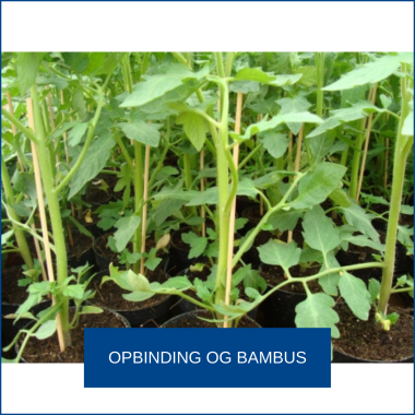 Opbinding og bambus