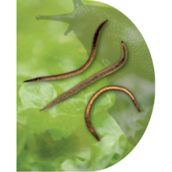 Nematoder mod snegle - 30 mio. individer