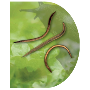 Nematoder mod snegle - 100 mio. individer - midlertidigt udsolgt