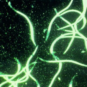 Nematoder mod �resnude/g�sebille - 50 mio Steinernema kraussei