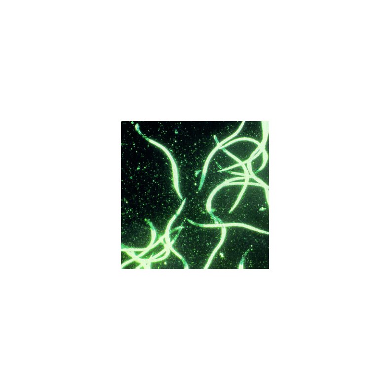 Nematoder mod �resnude/g�sebille - 50 mio Steinernema kraussei