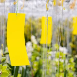 Fangplade - gul, 20 stk